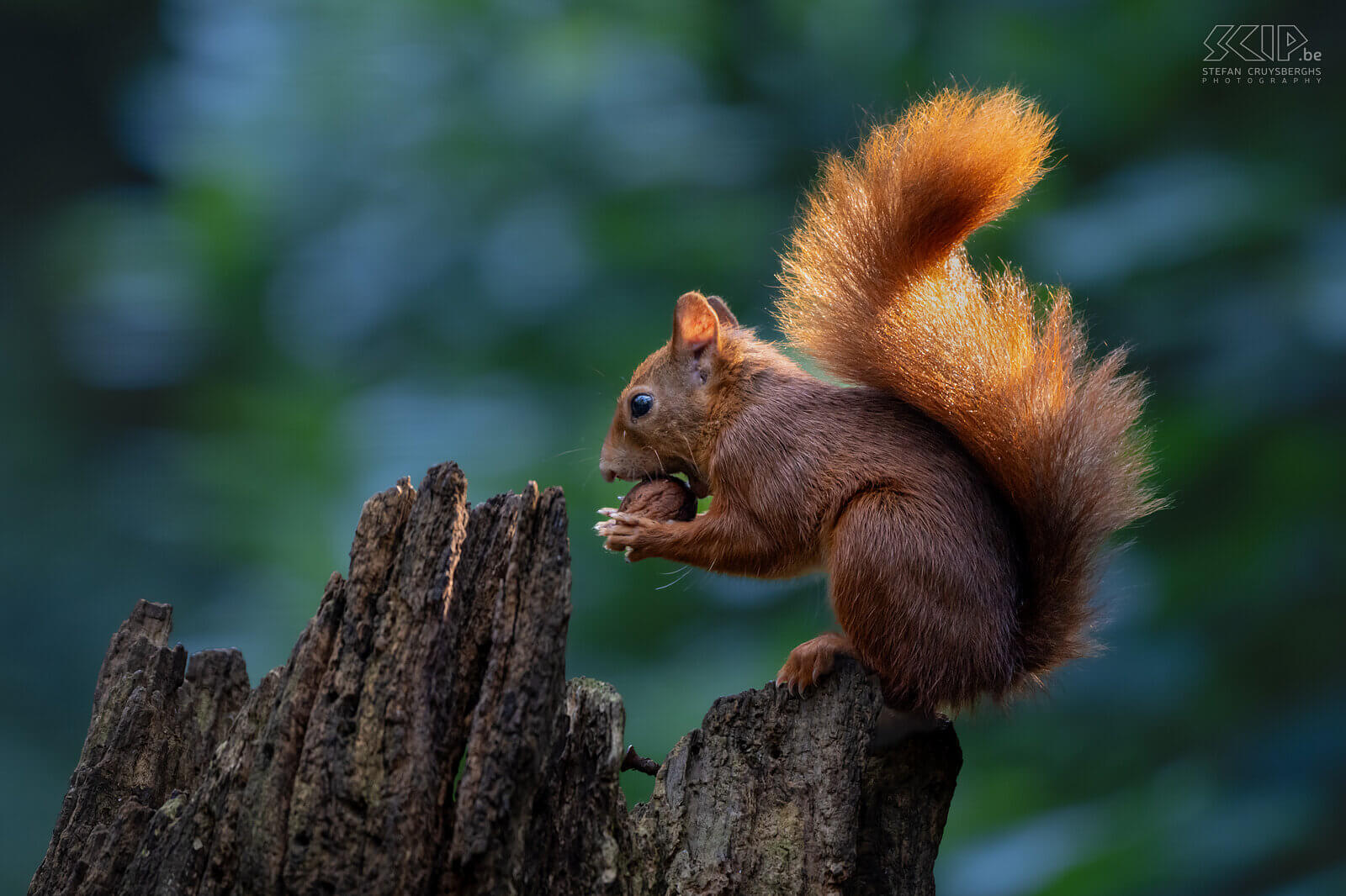 Squirrel What a fun day to photograph these cute, energetic and very agile squirrels. Red squirrels (Sciurus vulgaris) are omnivores and have a varied diet consisting of nuts, seeds, berries, fungi, and sometimes insects and bird eggs. One of the adult squirrels still had beautiful ear tufts. Stefan Cruysberghs